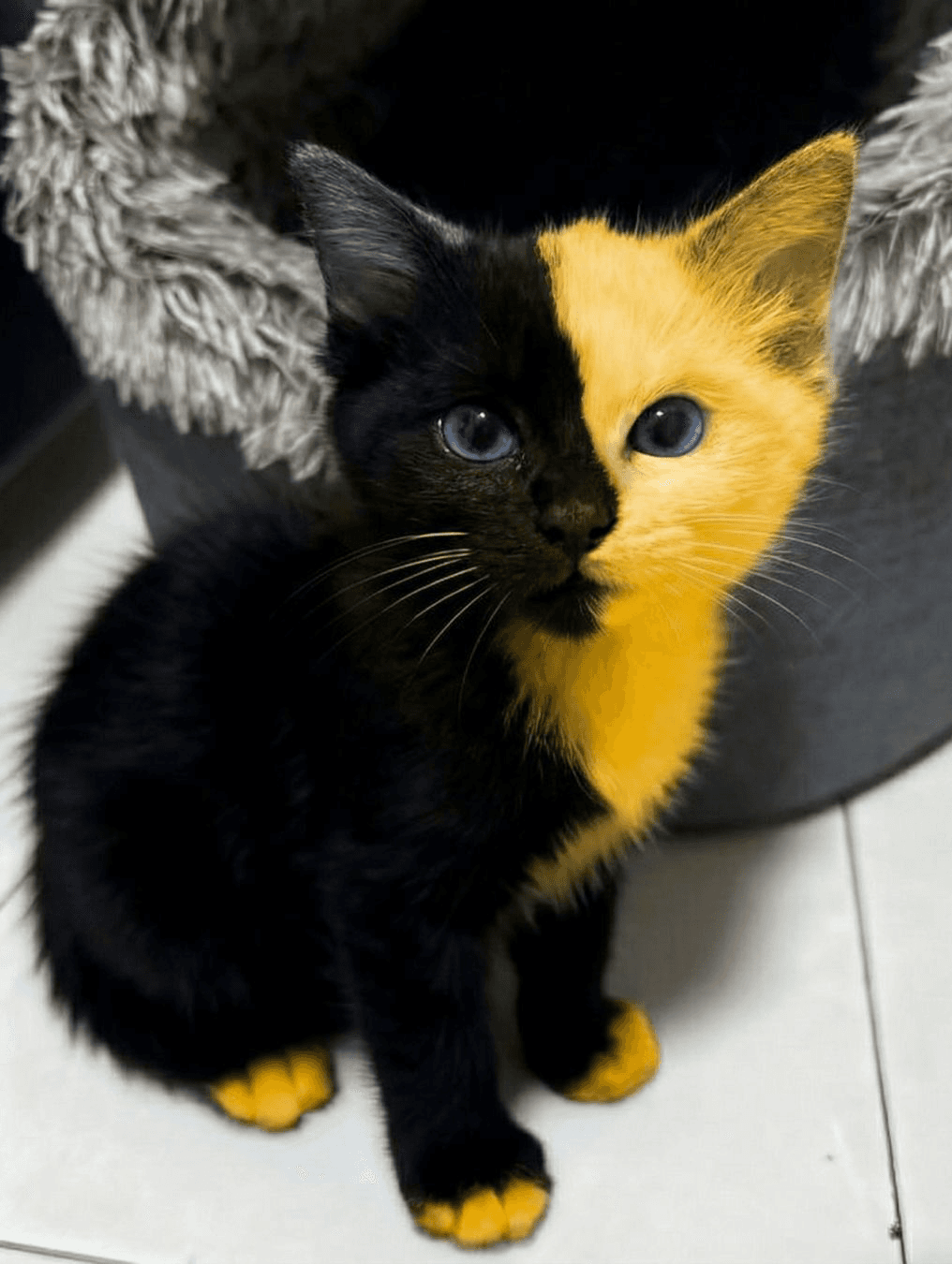 Bicat, a kitten whose face is split down the middle: half black, half gold, with blue eyes
